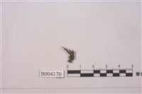 藏品(變異多摺蘚)的圖片